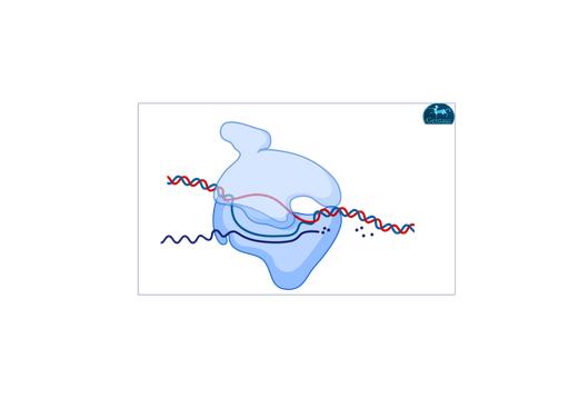 [MBT068-​500U] Hi-Proof DNA Polymerase